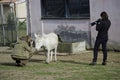 White donkeys from Asinara. (Equus asinus). Burgos. Sassari. Sardinia. Italy Royalty Free Stock Photo