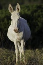 White donkeys from Asinara. (Equus asinus). Asinara Island Sardinia Italy Royalty Free Stock Photo