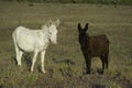 White donkeys from Asinara. (Equus asinus). Asinara Island Sardinia Italy Royalty Free Stock Photo