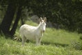 White donkeys from Asinara. (Equus asinus). Burgos. Sassari. Sardinia. Italy Royalty Free Stock Photo