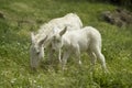 White donkeys from Asinara. (Equus asinus). Burgos. Sassari. Sardinia. Italy Royalty Free Stock Photo