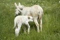 White donkeys from Asinara. (Equus asinus). Burgos. Sassari. Sardinia. Italy Royalty Free Stock Photo