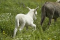 White donkeys from Asinara. (Equus asinus). Burgos. Sassari. Sardinia. Italy Royalty Free Stock Photo