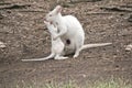 Albino joey wallaby and mum