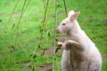 Albino wallaby feeding on leaves from a branch Royalty Free Stock Photo