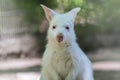 Albino Wallaby Joey looking straight