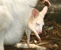 Albino Wallaby joey in mum`s pouch.