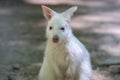 Albino Wallaby Joey portrait in soft light