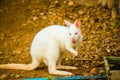 Albino wallaby Macropodidae in Thai Royalty Free Stock Photo