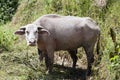 Albino Water Buffalo in China