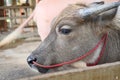 The albino water buffalo in cow stall Royalty Free Stock Photo