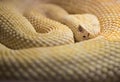 Albino Western Diamond Back Rattlesnake