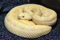 Albino Western Diamondback Rattlesnake Royalty Free Stock Photo