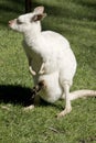 The Albino western grey kangaroo has a joey in her pouch its feet are sticking out