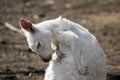 This is an albino western grey kangaroo Royalty Free Stock Photo