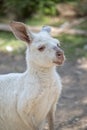 This is a close up of an albino western grey kangaroo