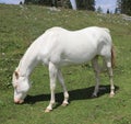 Albino white horse while eating green grass Royalty Free Stock Photo