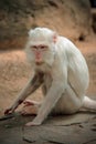 Albino white macaque Royalty Free Stock Photo