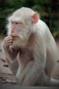 Albino white macaque Royalty Free Stock Photo