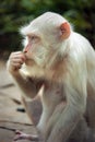 albino white monkey Royalty Free Stock Photo