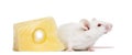 Albino white mouse next to a piece of cheese,