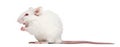 Albino white mouse sitting, Mus musculus Royalty Free Stock Photo