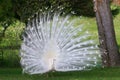 Albino White Peacock Royalty Free Stock Photo