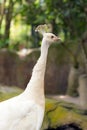 Albino white peacock