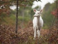 Albino white-tailed deer