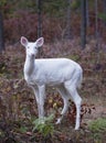 Albino white-tailed deer