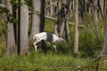 Albino white-tailed deer Odocoileus virgininus