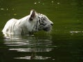 Albino white tiger swimming in dark colored water with reflection Royalty Free Stock Photo