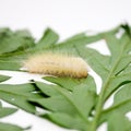 Albino woolly caterpillar Royalty Free Stock Photo