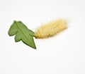 Albino woolly caterpillar Royalty Free Stock Photo