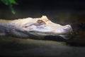 Albino Yacare Caiman - white caiman