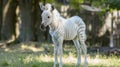 albino zebra in the wild, a genetic feature of appearance, not like everyone else Royalty Free Stock Photo