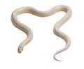 Albinos banana eastern kingsnake