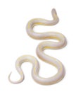 Albinos banana eastern kingsnake