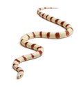 Albinos Kingsnake, Lampropeltis ruthveni