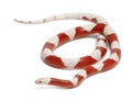 Albinos milk snake or milksnake, Lampropeltis Royalty Free Stock Photo