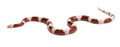 Albinos milk snake or milksnake, Lampropeltis Royalty Free Stock Photo