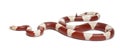 Albinos milk snake or milksnake, Lampropeltis triangulum nelsoni Royalty Free Stock Photo