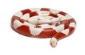 Albinos milk snake or milksnake, Lampropeltis triangulum nelsoni Royalty Free Stock Photo