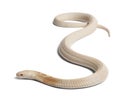 Albinos monocled cobra - Naja kaouthia (poisonous) Royalty Free Stock Photo