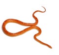 Albinos mothley Corn Snake or Red Rat Snake