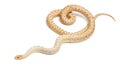 Albinos Pacific gopher snake or coast gopher