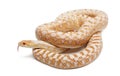 Albinos Pacific gopher snake or coast gopher snake, pituophis catenifer annectans applegate