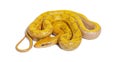 Albinos t+ Beauty rat snake, orthriophis taeniura taeniura, isolated on white