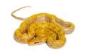 Albinos t+ Beauty rat snake, orthriophis taeniura taeniura