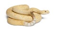 Albinos western diamondback rattlesnake Royalty Free Stock Photo